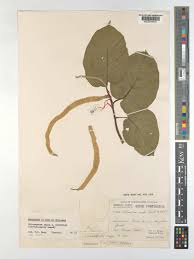 Image result for Milicia