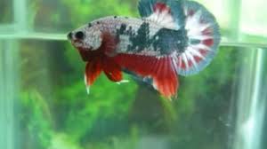 Karena terus bertumbuh maka ketika ikan masih kecil warna dan corak yg menarik belum kelihatan. Ikan Cupang Hias Plakat Fancy Dragon Youtube