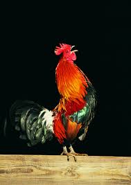 What Does It Mean When Roosters Crow In The Middle Of The Night Beautiful Chickens Rooster Painting Chickens And Roosters (a facebook member, mar 2010).
