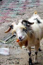 Im A Pet Billy Goat Animals And Pets Pinterest Barnyard Animals Cute Goats Animals And Pets