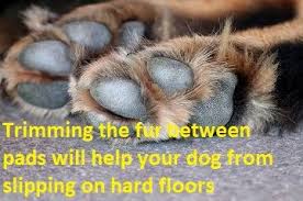 Help An Old Dog Slipping On Hardwood Floors 7 Tips To Help Your Dog From Slipping Old Dogs Your Dog Dogs