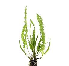 Image result for Aponogeton desertorum