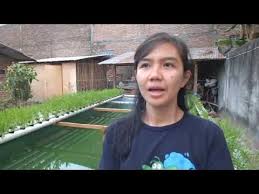 Manfaatkan Air Kolam Ikan Sebagai Media Tanam Jogja Tv Youtube Aquaponics Outdoor Outdoor Decor