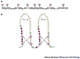 We did not find results for: The Lim Domain From The Cytoskeleton To The Nucleus Nature Reviews Molecular Cell Biology