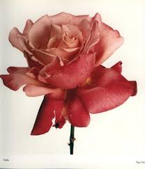 Irving Penn Www Lab333 Com Www Facebook Com Pages Lab Style 585086788169863 Http Www Lab333style Irving Penn Flowers Beautiful Flowers Transparent Flowers