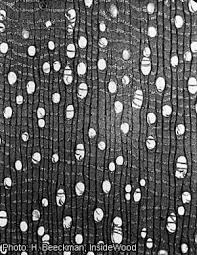 Image result for Dialium angolense