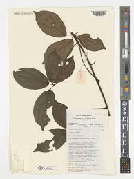 Image result for Illigera