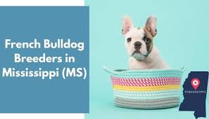 The french bulldog breed originally came to the united states with groups of wealthy americans who came across them and fell in love while touring europe in the late 1800s. 7 French Bulldog Breeders In Mississippi Ms French Bulldog Puppies For Sale Animalfate