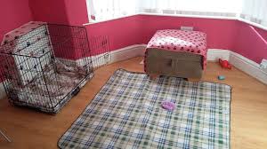 A professional dog walking service. Tlc Dog Walking And Pet Sitting Services Bark Reviews