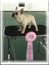 The french bulldog is a powerful dog for its size, compact in all its proportions. Grand Champion French Bulldog Stud Service Frenchie Stud Champion Stud Service Cream Frenchie Male Cream Frenche Stud Frenchie Puppy For Sale French Bulldog Puppies French Bulldog French Bulldog Breedes Frenchie Breeders Frenchies For Sale Dogs