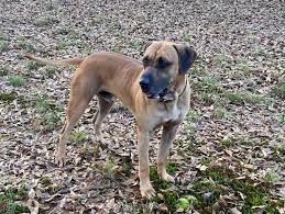 Givens Black Mouth Cur: Versatile Black Mouth Cur
