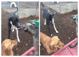 Maybe you would like to learn more about one of these? Tlc Pet Care Liverpool Petslover