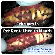 Prevention is possible by carrying out an appropriate vaccination schedule. February Is Pet Dental Health Month Pet Dental Health Pet Dental Health Month Dental Health