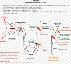 However, other electrolytes may become depleted. Antimineralocorticoid Diuretika Spironolakton Thiazide Aldosteron Niere Png Herunterladen 1185 1046 Kostenlos Transparent Bereich Png Herunterladen