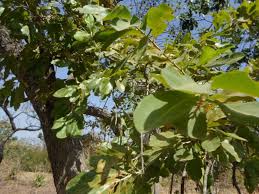 Image result for Ochna schweinfurthiana