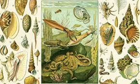 1897 Coquillages Et Mollusques Grand Format Planche Originale Larousse Illustration Vie Marine 115 Ans D Age Decor Nautique Sea Life Wall Art Antique Prints Art