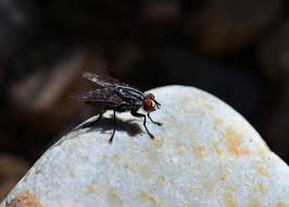 Unscrew lid and remove foil pouch. Information About Flies Rescue Pest Control