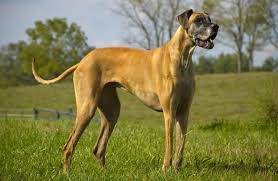 Local great dane puppies for sale in colorado, near denver, colorado. Is The Magnificent Great Dane The Right Dog For You K9 Web