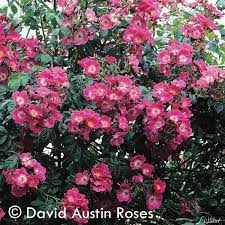 Ce rosier sarmenteux est qualifié de r. Ramblerrose American Pillar Rose American Pillar Historische Rosen Garten Schluter
