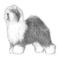 We did not find results for: Old English Sheepdog Dog Breed Information