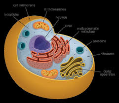 What is unique about the animal cell? 1 The Structure Of An Animal Cell Retrieved From Yourgenome Download Scientific Diagram