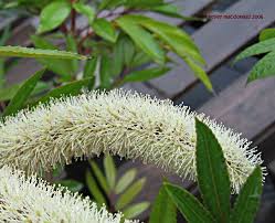 Image result for Cunonia capensis