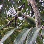 Image result for Canarium schweinfurthii