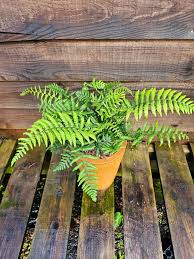 Image result for Dryopteris antarctica
