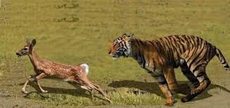 Deer can go up to 5 hands in one jump and tigers go up to 12 hands in one  jump. If they let them run together, the tiger will never catch a