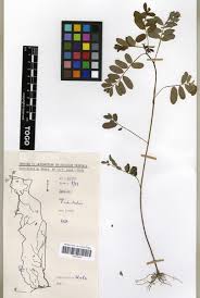Image result for Phyllanthus odontadenius