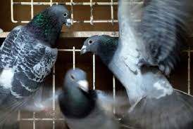 Finden sie ihre in wenigen klicks. 85 Gambar Burung Merpati Balap Gambar Pixabay