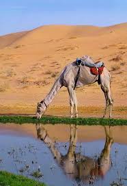 When food and water become scarce, the camel extracts energy camel physiology has two major adaptations compared to other mammals, which explains this ability. I Brake For Camels