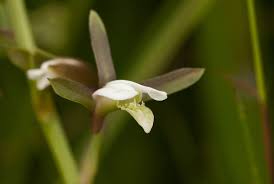 Image result for Eulophia hians