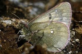 Image result for Colias tyche