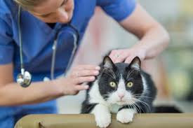 A small stone may pass without causing symptoms. Kidney Stones In Cats And How To Help Lovetoknow