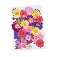 Small dried flowers for crafts. Natural Dried Flowers Combination Diy Dry Flower Super Wfh