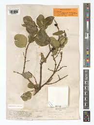 Image result for Acokanthera schimperi