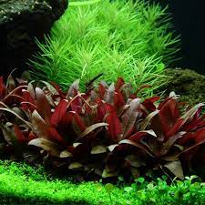 When grown under ideal conditions, new leaves will have hues of pink to red color. Alternanthera Reineckii Mini Aquasabi Aquascaping Shop