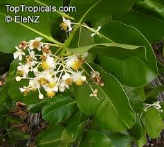 Image result for Calophyllum inophyllum