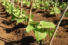 How Plant Grow And Harvest Beans