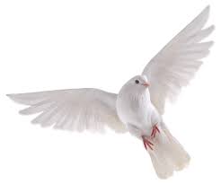 Bird PNG