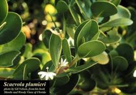 Image result for Scaevola plumieri