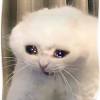 ความหมายของสัญลักษณ์อีโมจิ 😺 คือ แมวยิ้มอ้าปากมันเกี่ยวข้องกับ ปาก, แมว, ยิ้ม, ยิ้มอ้าปาก, หน้า, อ้าปากสามารถพบได้ในหมวดอิโม. Https Encrypted Tbn0 Gstatic Com Images Q Tbn And9gctr8bfs3gsswluxj4mi Tsdcpwucm14s7uycqzigdiamaxhjbya Usqp Cau
