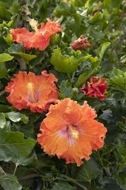 Maybe you would like to learn more about one of these? Fiesta Hibiscus