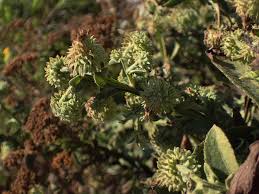 Image result for Laggera