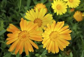 Flavonoide, carotenoizi, vitamina c, uleiuri eterice, substante amare, saponozide si alcooli triterpenici, steroli, acizi. Crema De Galbenele Homemade