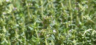 طرق استخدام الزعتر موضوع