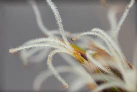 Image result for Tetraria