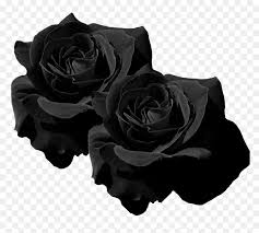Mq Black Roses Rose Flower Flowers Transparent Black Flowers Png Png Download Vhv