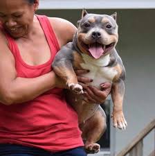 If you are interested in a purchasing a puppy from us, check out our available pocket bully puppies for sale now before they're all reserved. The Best Pocket American Bully Breeders American Bully Bully Breeds Dogs American Bully Pocket